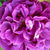 Ljubičasta  - Mahovina ruža  - William Lobb